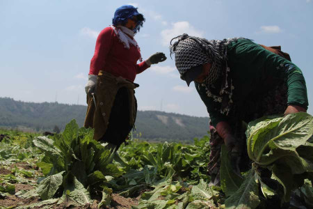 Pandemi sürecinde tarımda çalışma hakları ve kadın emeği