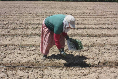 Tarım işçisi kadınların tanıdık manzarası