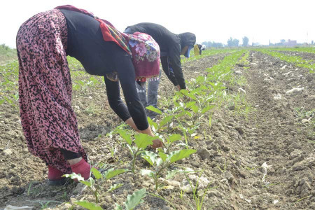 TÜDKİYEB Genel Başkanı Çelik ve CHP'li Sarıbal'dan Dünya Kadın Çiftçiler Günü açıklamaları