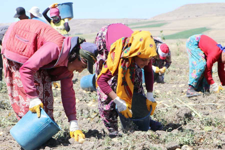 Okullar açıldı, mevsimlik tarım işçisi çocuklar hâlâ tarlada çalışmak zorunda