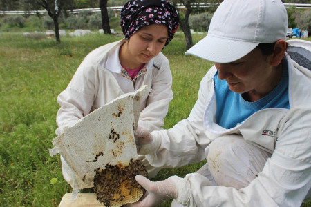 GÜNÜN BAŞARISI: Bu iki kadın yeni bir arı türü geliştirdi
