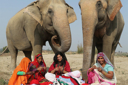GÜNÜN GÜZELLERİ: Hindistan’da fillere kazak ören yerli kadınlar