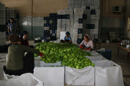 Tarsus’taki hal işçisi kadınlar: Eşit işe eşit ücret