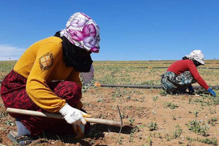 Tarım işçisi kadınlar: Burada ölüm korkusuyla yaşıyoruz