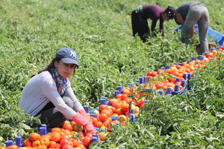 Tarım işçisi kadınlar güvenceli çalışmak istiyor