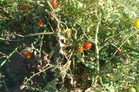 GÜNÜN TARİFİ: Kendim yetiştirdiğim domatesleri nasıl değerlendiriyorum?