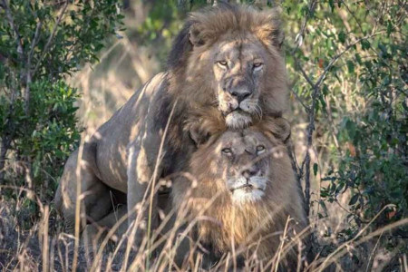 GÜNÜN CİNSİYETÇİSİ: ‘Eşcinsel aslanların tedaviye ihtiyacı var’